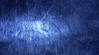 Vek mačkovitých šeliem (2/3)