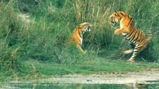 Vek mačkovitých šeliem (2/3)