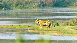 Vek mačkovitých šeliem (2/3)