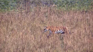 Vek mačkovitých šeliem (2/3)