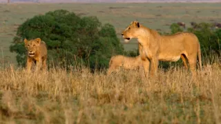 Vek mačkovitých šeliem (2/3)