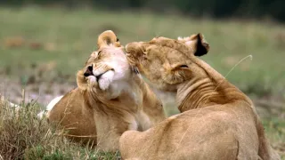 Vek mačkovitých šeliem (2/3)