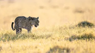 Rybařící levharti