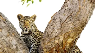 Rybařící levharti