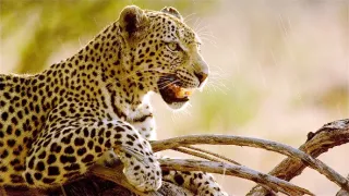 Rybařící levharti