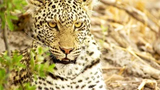 Rybařící levharti