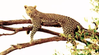 Rybařící levharti