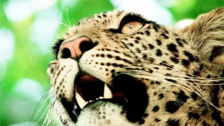 Rybařící levharti