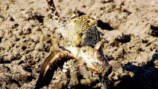 Rybařící levharti