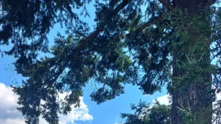 Ikony Kamila Střihavky (5/10)