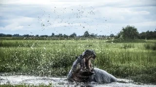 Okavango - řeka snů (2/4)