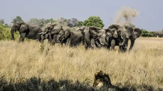 Okavango - řeka snů (2/4)