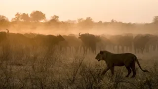 Okavango - řeka snů (2/4)