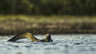 Okavango - řeka snů (2/4)