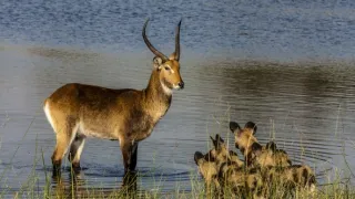 Okavango - řeka snů (2/4)