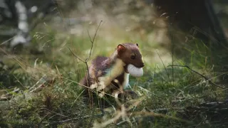 Nádherná příroda Dánska