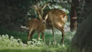 Nádherná příroda Dánska