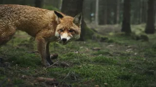 Nádherná příroda Dánska