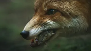 Nádherná příroda Dánska