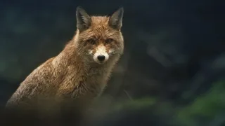 Nádherná příroda Dánska