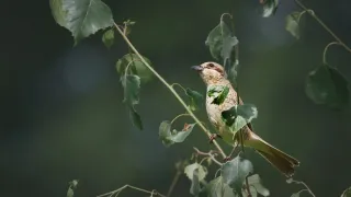 Nádherná příroda Dánska