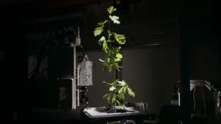 Tajemné stromy - dokonalé přírodní systémy (1/2)