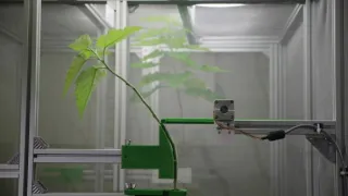 Tajemné stromy - dokonalé přírodní systémy (1/2)