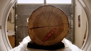 Tajemné stromy - dokonalé přírodní systémy (1/2)