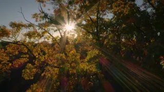 Tajemné stromy - dokonalé přírodní systémy (1/2)
