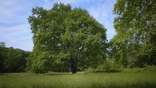 Tajemné stromy - dokonalé přírodní systémy (1/2)