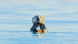 Zázračná planeta: Mláďata - první rok na světě (2/3)