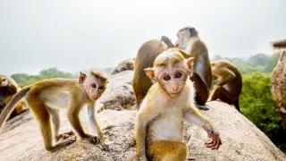 Zázračná planeta: Mláďata - první rok na světě (2/3)