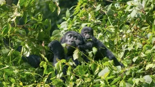 Zázračná planeta: Mláďata - první rok na světě (2/3)