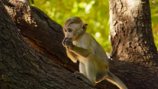 Zázračná planeta: Mláďata - první rok na světě (2/3)