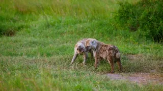 Zázračná planeta: Mláďata - první rok na světě (2/3)