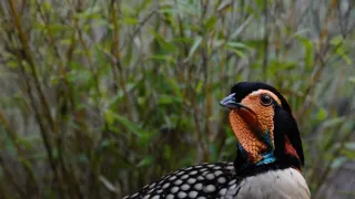 Klenoty čínské přírody (3/3)