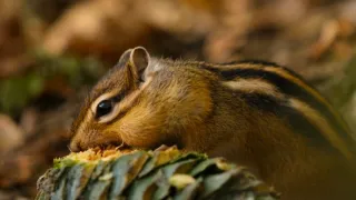 Klenoty čínské přírody (3/3)