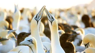 Zázračná planéta: Zvieracie mamy (2/3)