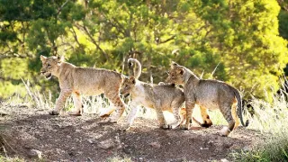 Zázračná planéta: Zvieracie mamy (2/3)