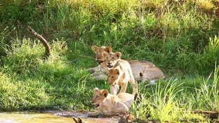 Zázračná planéta: Zvieracie mamy (2/3)