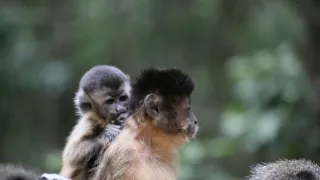 Zázračná planéta: Zvieracie mamy (2/3)