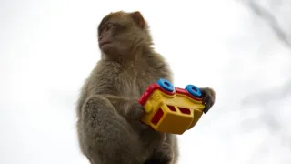 Zázračná planéta: Zvieracie mamy (2/3)