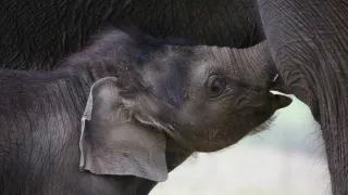 Zázračná planéta: Zvieracie mamy (2/3)