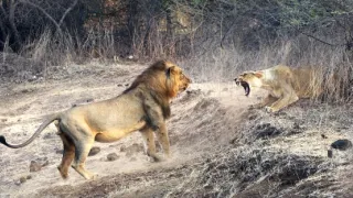 Věk kočkovitých šelem (2/3)