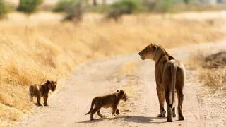 Věk kočkovitých šelem (2/3)