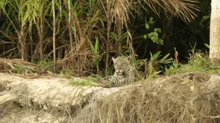 Věk kočkovitých šelem (2/3)