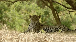 Věk kočkovitých šelem (2/3)