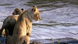 Věk kočkovitých šelem (2/3)