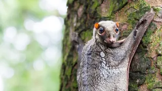 Najskvelejší tanečníci prírody (2/2)