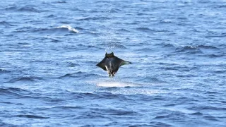 Najskvelejší tanečníci prírody (2/2)